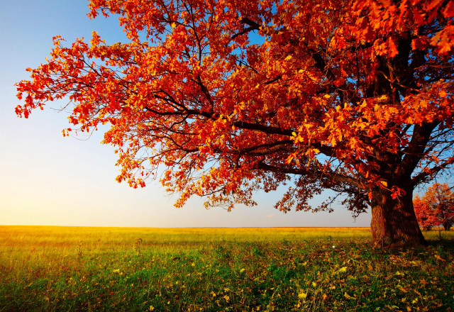 Red leaves tree grassy field #4 free wallpaper for desktop - medium preview image