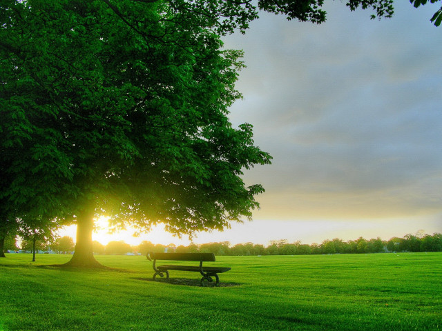 Park bench tree field grass free wallpaper for desktop - medium preview image