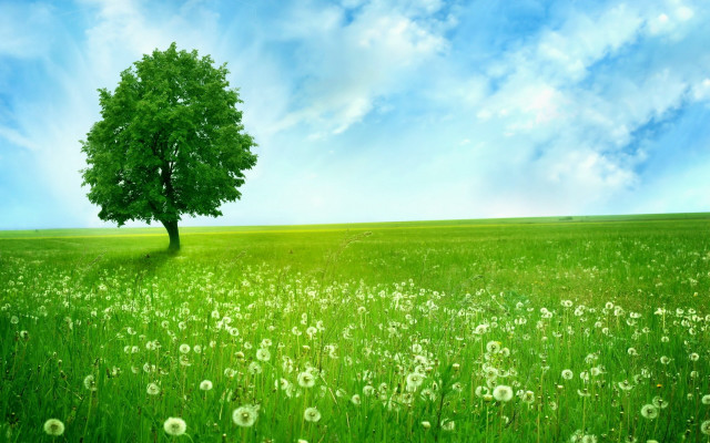 Tree field blue sky green #2 free wallpaper for desktop - medium preview image