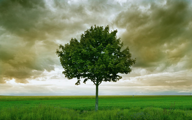 Lone tree cloudy sky green free wallpaper for desktop - medium preview image