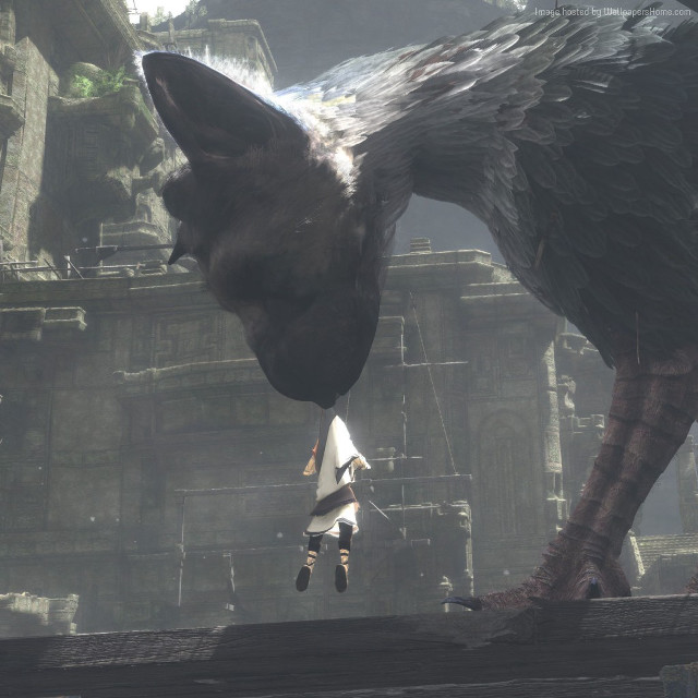 Bird flying over city video free wallpaper for tablet - medium preview image