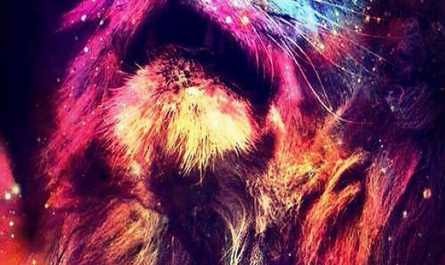 Cat colorful mane black background free wallpaper for desktop - medium preview image