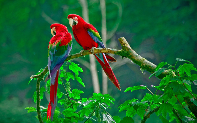 Two red green parrots branch #2 free wallpaper for desktop - medium preview image