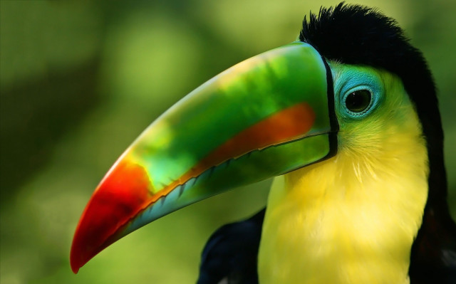 Colorful bird black head yellow free wallpaper for desktop - medium preview image