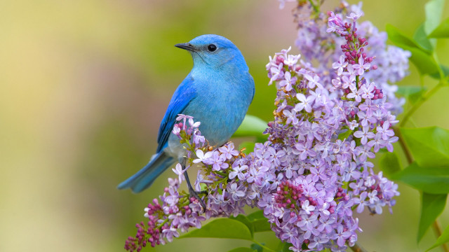 Blue bird purple flower ecological free wallpaper for desktop - medium preview image