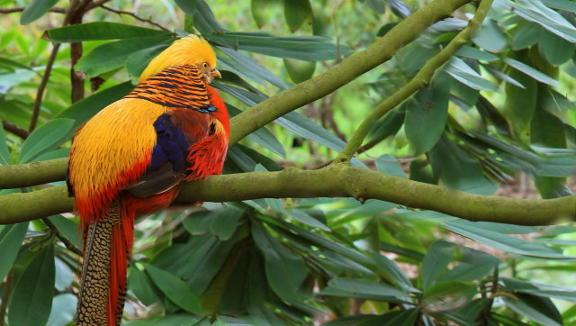 Colorful bird perched tree branch free wallpaper for desktop - medium preview image