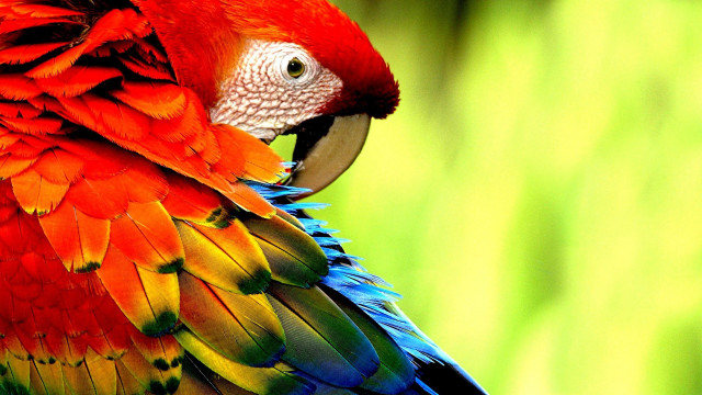 Colorful bird green background blurry #2 free wallpaper for desktop - medium preview image