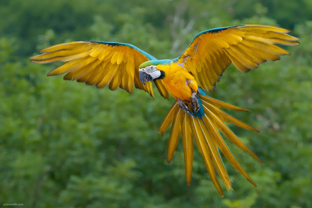Colorful bird flying wings spread #10 free wallpaper for desktop - medium preview image