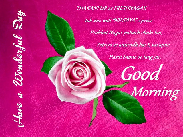 Pink rose green leaves morning free wallpaper for desktop - medium preview image