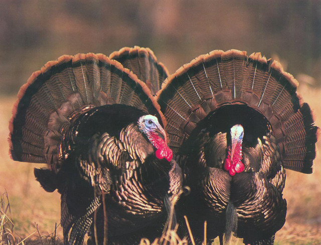 Two turkeys field heads turned free wallpaper for desktop - medium preview image