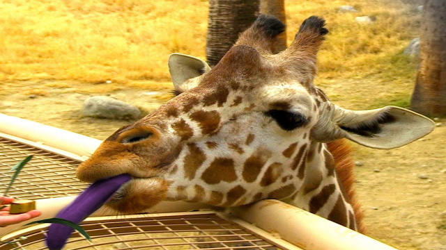 Giraffe eating purple object person free wallpaper for desktop - medium preview image