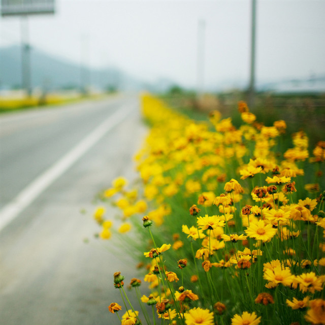 Yellow flowers road highway 101 #2 free wallpaper for tablet - medium preview image