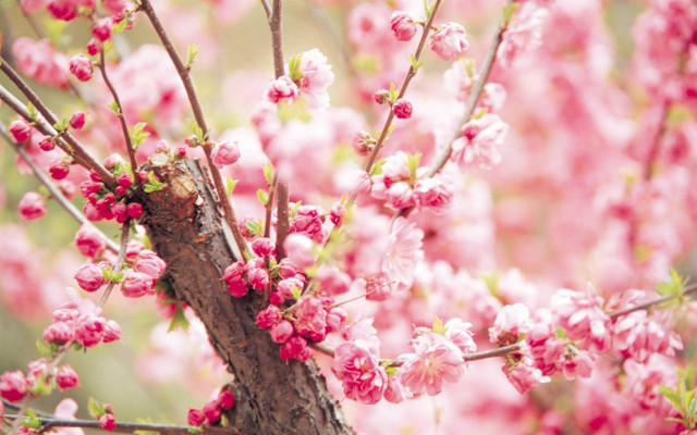 Pink sakura bird flower park free wallpaper for desktop - medium preview image