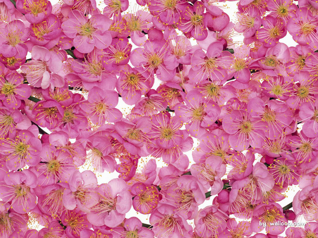 Pink flowers vase table white free wallpaper for desktop - medium preview image