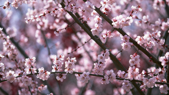 Tree pink flowers blue sky #5 free wallpaper for desktop - medium preview image