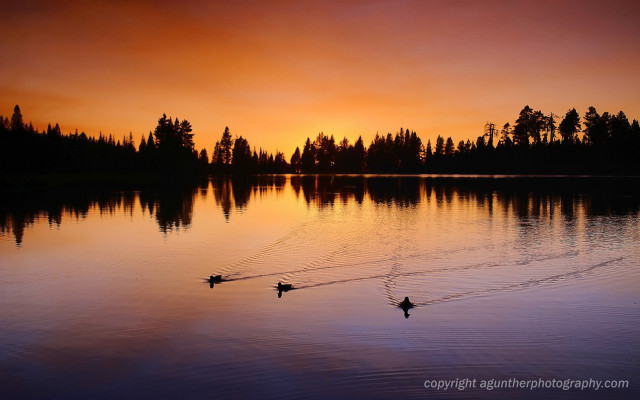 Ducks floating lake sunset trees free wallpaper for desktop - medium preview image