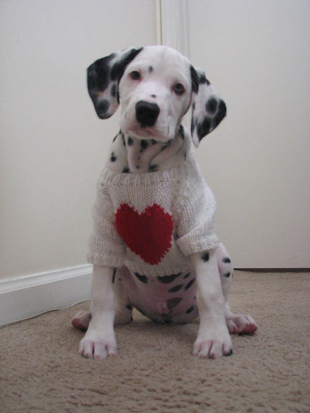 Dalmatian dog sweater heart sitting free wallpaper for mobile - medium preview image