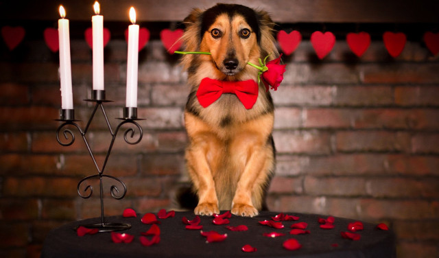 Dog red bowtie table candles free wallpaper for desktop - medium preview image