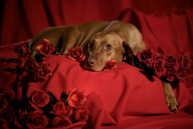 Dog red sheet roses neck free wallpaper for desktop - medium preview image