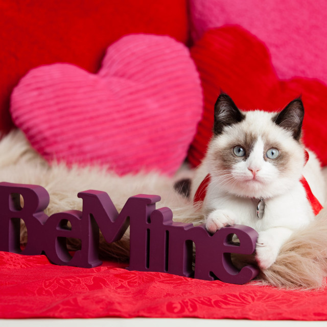 Cat sitting bed name sign free wallpaper for tablet - medium preview image