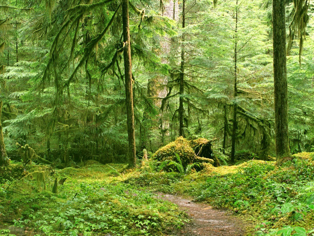 Forest path trees plants nature free wallpaper for desktop - medium preview image
