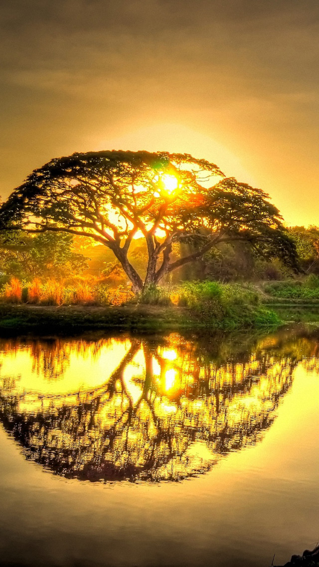 Tree reflection water sunset dawn free wallpaper for mobile - medium preview image