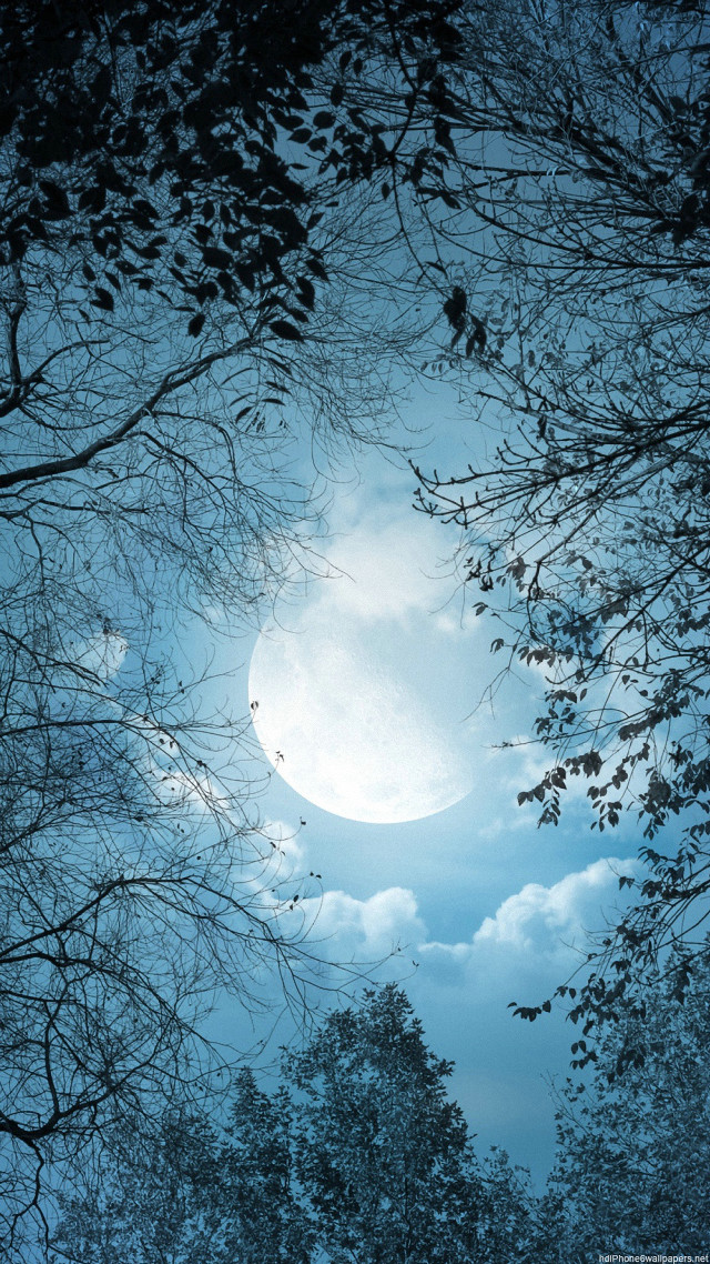 Full moon forest night blue free wallpaper for mobile - medium preview image
