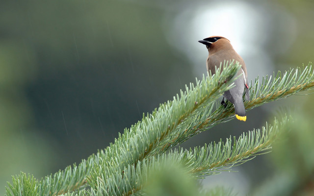 Bird perched pine tree rain free wallpaper for desktop - medium preview image