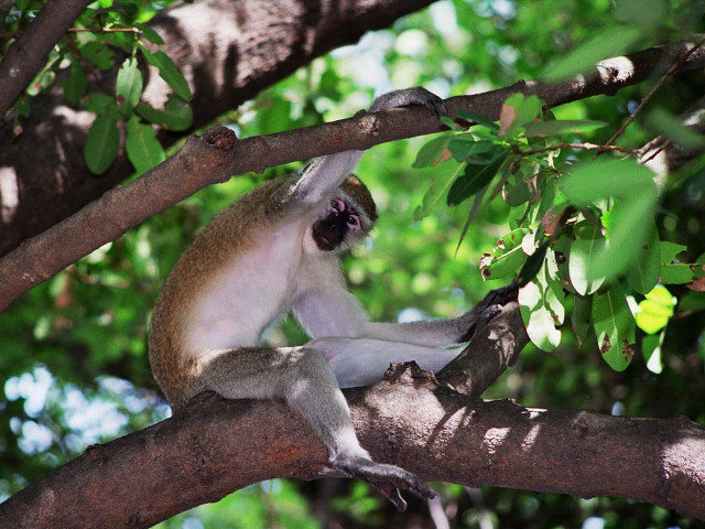 Monkey sitting tree branch mouth free wallpaper for desktop - medium preview image