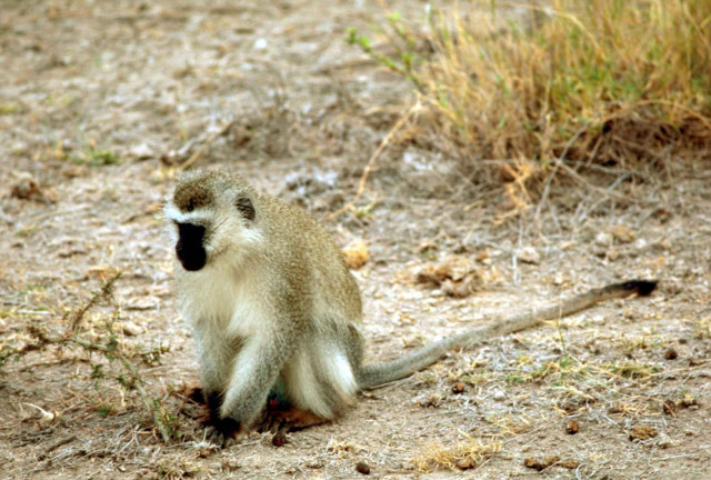 Monkey sitting ground dirt grass free wallpaper for desktop - medium preview image