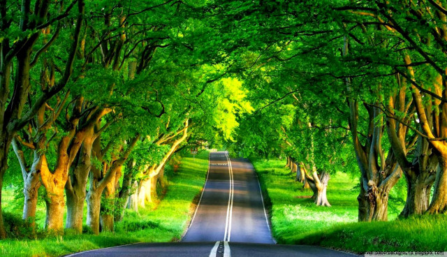 Green road forest garden stream free wallpaper for desktop - medium preview image