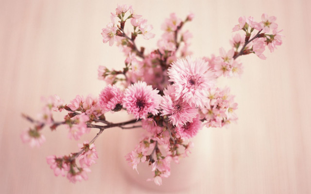 Vase filled pink flowers table free wallpaper for desktop - medium preview image