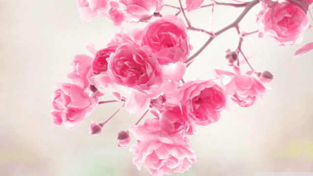 Pink flowers branch blurry background free wallpaper for desktop - medium preview image