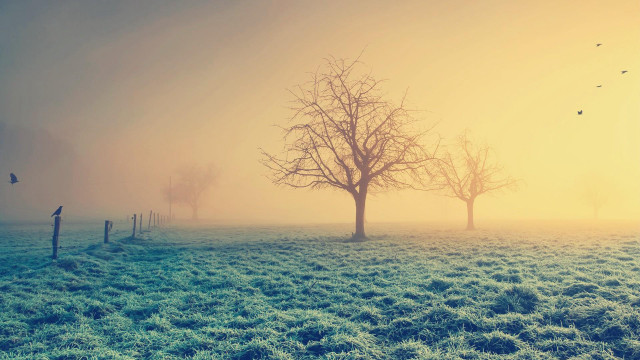 Foggy field tree birds flying free wallpaper for desktop - medium preview image