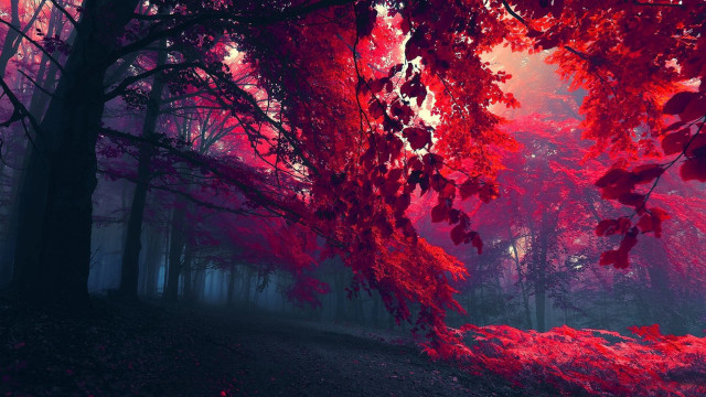 Red forest trees leaves ground #4 free wallpaper for desktop - medium preview image