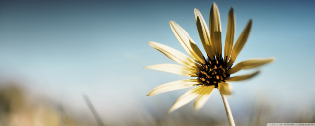 Yellow flower blue sky background #7 free wallpaper for desktop - medium preview image