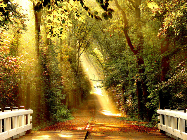 Path woods bench light beam free wallpaper for desktop - medium preview image