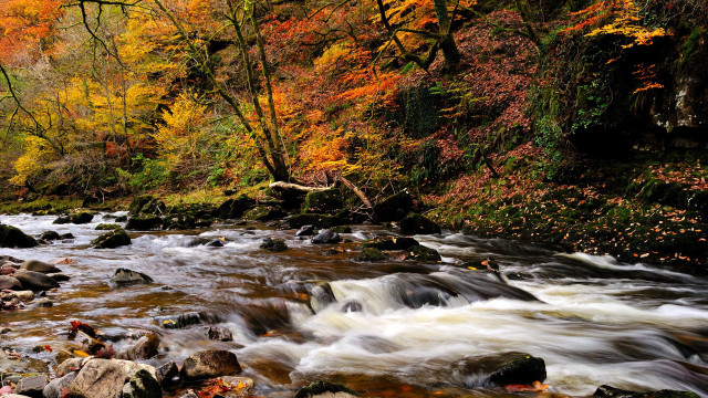 Autumn forest river leaves rocks free wallpaper for desktop - medium preview image