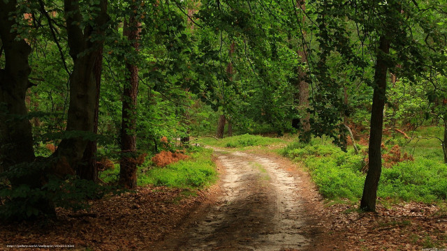 Dirt road forest trees grass #5 free wallpaper for desktop - medium preview image