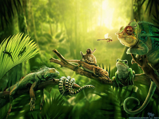 Animals branch jungle lizard group free wallpaper for desktop - medium preview image