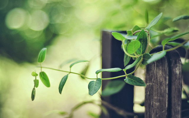 Plant vines fence post forest free wallpaper for desktop - medium preview image