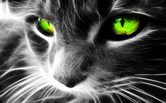 Cat green eyes black background #6 free wallpaper for desktop - medium preview image