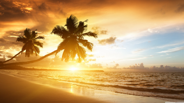 Tropical beach sunset palm trees free wallpaper for desktop - medium preview image