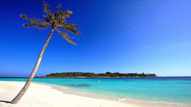 Palm tree beach blue sky #13 free wallpaper for desktop - medium preview image