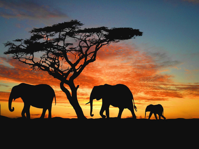 Elephants walking tree sunset sky #2 free wallpaper for desktop - medium preview image