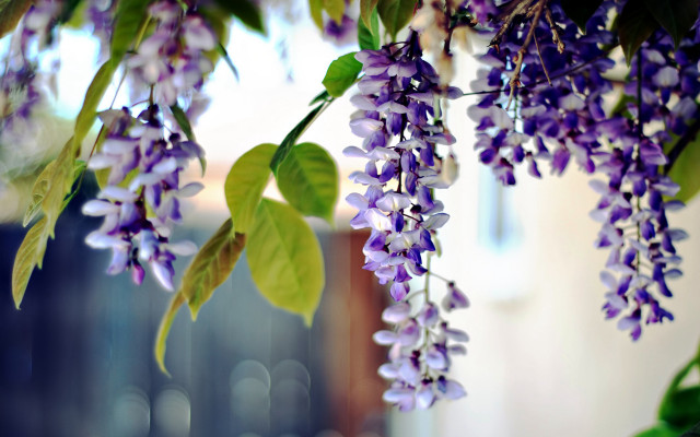 Purple flowers hanging tree branch #4 free wallpaper for desktop - medium preview image