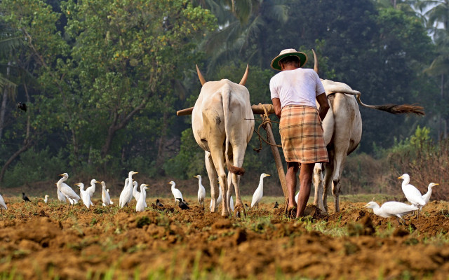 Man plowing field cows birds free wallpaper for desktop - medium preview image