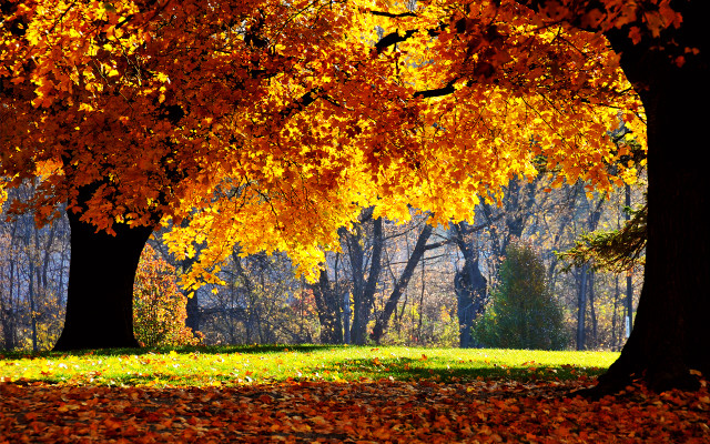 Park trees leaves bench yellow free wallpaper for desktop - medium preview image