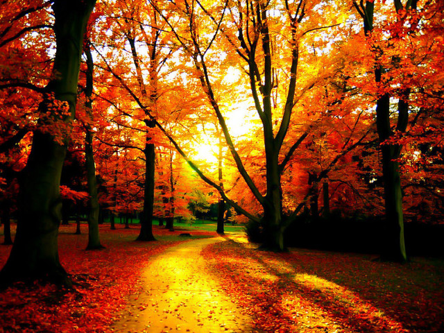 Park path orange leaves sunlight free wallpaper for desktop - medium preview image