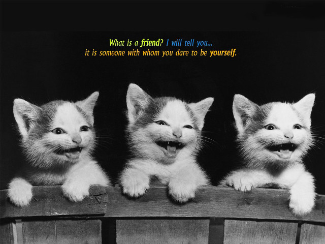 Three kittens wooden ledge quote free wallpaper for desktop - medium preview image
